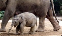 郑州大象新闻爆料电话,揭秘城市脉搏，倾听市民心声