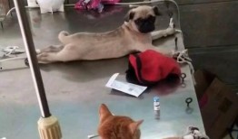 巴哥爆料下半年视频播放,下半年热门视频播放背后的秘密