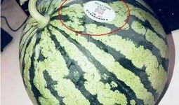 免费吃瓜网红,揭秘免费吃瓜网红的神秘魅力