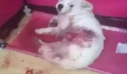 爆料视频狗,狗的惊人真相曝光！