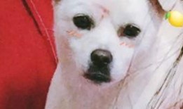 团子的视频最火的爆料,独家爆料背后的惊人真相