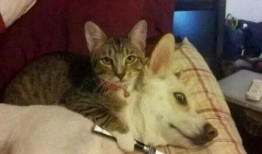 爆料视频狗,狗的惊人真相曝光！