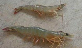 爆料人工养殖海虾视频大全,视频大全带你一探究竟