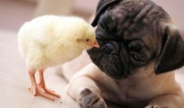 巴哥爆料下半年视频播放,下半年热门视频播放背后的秘密