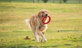 爆料视频狗,狗的惊人真相曝光！