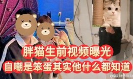 胖猫爆料视频在线观看,揭秘网络红人幕后生活