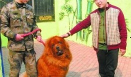 藏獒先生爆料视频大全下载,揭秘幕后真相与精彩瞬间