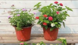 老陈最新爆料新闻视频大全,最新爆料新闻视频大全汇总