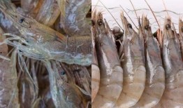 爆料人工养殖海虾视频大全,视频大全带你一探究竟