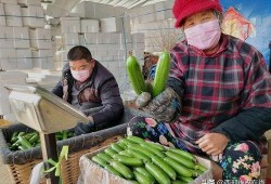 郯城网红吃瓜事件视频,一场网络狂欢背后的真相揭秘