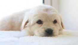 初犬第一季在线观看