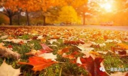 秋天妈妈最新爆料回放,揭秘明星家庭温馨瞬间