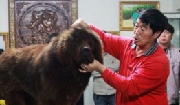 藏獒先生爆料视频大全下载,揭秘幕后真相与精彩瞬间