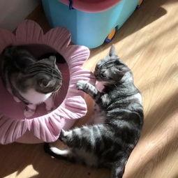 娱乐吃瓜喵a,揭秘娱乐圈那些不为人知的幕后故事